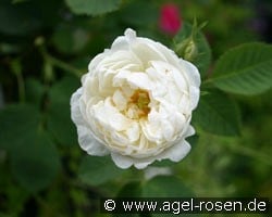 Rosa alba Suaveolens (Strauchrose) Bild der Rose 'Rosa alba Suaveolens' (Strauchrose)