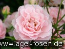 Bild der Rose 'Rosario' (Strauchrose)