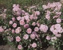 Rosario (Strauchrose) Bild der Rose 'Rosario' (Strauchrose)