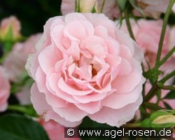 Rosario (Strauchrose) Bild der Rose 'Rosario' (Strauchrose)