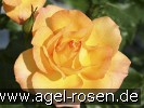 Bild der Rose 'Sahara' (Strauchrose)