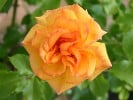 Sahara (Strauchrose) Bild der Rose 'Sahara' (Strauchrose)