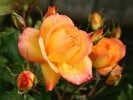 Sahara (Strauchrose) Bild der Rose 'Sahara' (Strauchrose)