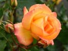 Sahara (Strauchrose) Bild der Rose 'Sahara' (Strauchrose)