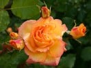 Sahara (Strauchrose) Bild der Rose 'Sahara' (Strauchrose)