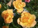 Sahara (Strauchrose) Bild der Rose 'Sahara' (Strauchrose)
