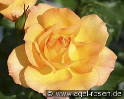 Sahara (Strauchrose) Bild der Rose 'Sahara' (Strauchrose)