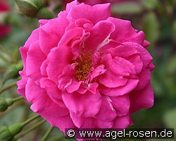 Salza (Strauchrose) Bild der Rose 'Salza' (Strauchrose)