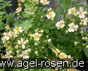 Bild der Rose 'Seppenrader Schneezauber' (Strauchrose)