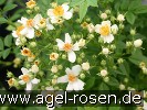 Bild der Rose 'Seppenrader Schneezauber' (Strauchrose)