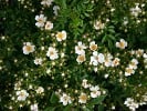 Seppenrader Schneezauber (Strauchrose) Bild der Rose 'Seppenrader Schneezauber' (Strauchrose)