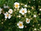 Seppenrader Schneezauber (Strauchrose) Bild der Rose 'Seppenrader Schneezauber' (Strauchrose)
