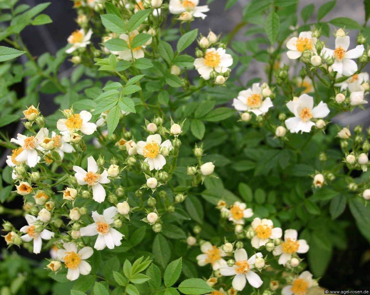 Seppenrader Schneezauber (Strauchrose) Bild der Rose 'Seppenrader Schneezauber' (Strauchrose)
