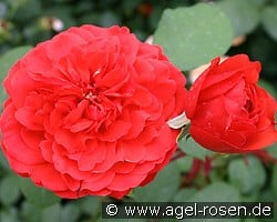 Shalom (Strauchrose) Bild der Rose 'Shalom' (Strauchrose)