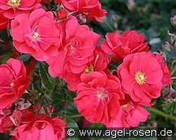 Sommermärchen (Strauchrose) Bild der Rose 'Sommermärchen' (Strauchrose)
