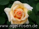 Bild der Rose 'Sophia' (Strauchrose)