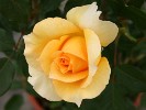 Sophia (Strauchrose) Bild der Rose 'Sophia' (Strauchrose)