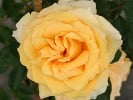 Sophia (Strauchrose) Bild der Rose 'Sophia' (Strauchrose)