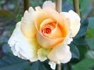 Sophia (Strauchrose) Bild der Rose 'Sophia' (Strauchrose)