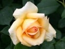 Sophia (Strauchrose) Bild der Rose 'Sophia' (Strauchrose)