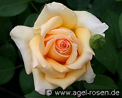 Sophia (Strauchrose) Bild der Rose 'Sophia' (Strauchrose)