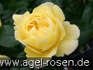 Bild der Rose 'Souvenir de Marcel Proust' (Strauchrose)