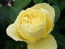 Souvenir de Marcel Proust (Strauchrose) Bild der Rose 'Souvenir de Marcel Proust' (Strauchrose)