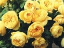 Souvenir de Marcel Proust (Strauchrose) Bild der Rose 'Souvenir de Marcel Proust' (Strauchrose)