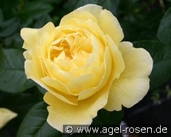 Souvenir de Marcel Proust (Strauchrose) Bild der Rose 'Souvenir de Marcel Proust' (Strauchrose)