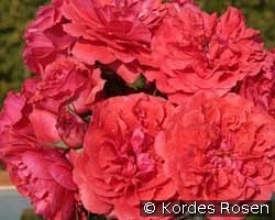 Uetersens Rosenkönigin (Strauchrose) Bild der Rose 'Uetersens Rosenkönigin' (Strauchrose)