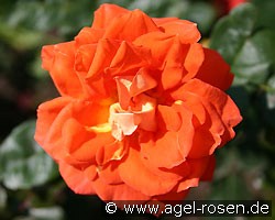 Varna (Strauchrose) Bild der Rose 'Varna' (Strauchrose)