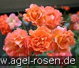 Bild der Rose 'Westerland' (Strauchrose)