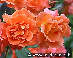 Westerland (Strauchrose) Bild der Rose 'Westerland' (Strauchrose)