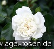 Bild der Rose 'White Meidiland' (Strauchrose)