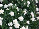 White Meidiland (Strauchrose) Bild der Rose 'White Meidiland' (Strauchrose)