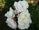 White Meidiland (Strauchrose) Bild der Rose 'White Meidiland' (Strauchrose)