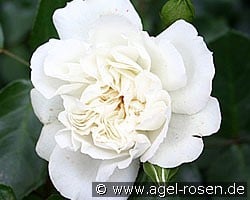 White Meidiland (Strauchrose) Bild der Rose 'White Meidiland' (Strauchrose)