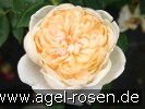 Bild der Rose 'Yellow Romantica' (Strauchrose)