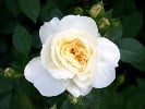 Yellow Romantica (Strauchrose) Bild der Rose 'Yellow Romantica' (Strauchrose)