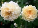 Yellow Romantica (Strauchrose) Bild der Rose 'Yellow Romantica' (Strauchrose)