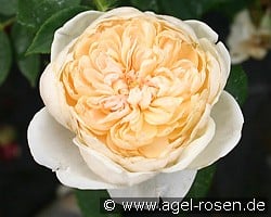 Yellow Romantica (Strauchrose) Bild der Rose 'Yellow Romantica' (Strauchrose)