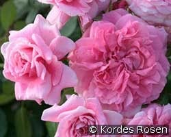 Zaide (Strauchrose) Bild der Rose 'Zaide' (Strauchrose)