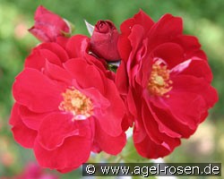 Zweibrücken (Strauchrose) Bild der Rose 'Zweibrücken' (Strauchrose)