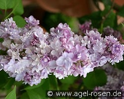 Michel Buchner (Syringa) Picture of 'Michel Buchner'
