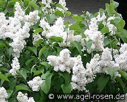 Mme. Lemoine (Syringa) Picture of 'Mme. Lemoine'