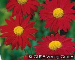 Bunte Margerite (Stauden für Beete, Rabatten & Schnitt) Bild der Staude 'Bunte Margerite' (Tanacetum coccineum)
