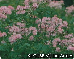 Wiesenraute (Stauden für Beete, Rabatten & Schnitt) Bild der Staude 'Wiesenraute' (Thalictrum aquilegifolium)