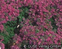 Zwerg-Thymian (Stauden für Steingärten & Trockenmauern) Bild der Staude 'Zwerg-Thymian' (Thymus praecox 'Minor')