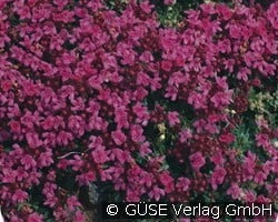 Feld-Thymian (Stauden für Beete, Rabatten & Schnitt) Bild der Staude 'Feld-Thymian' (Thymus serpyllum 'Coccineus')