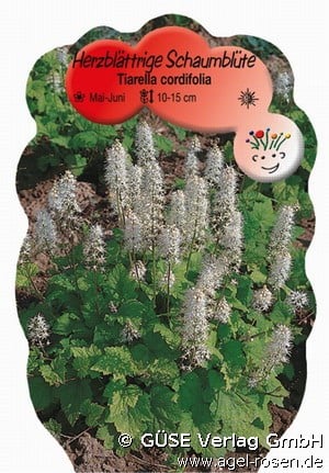 Schaumblüte (Stauden für Beete, Rabatten & Schnitt) Bild der Staude 'Schaumblüte' (Tiarella cordifolia)